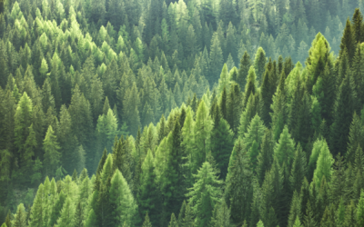 The Power of “Evergreen” Marketing for Small Businesses.